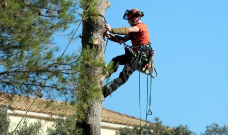 Elagage d'arbre en milieu urbain par artisan élagueur à Vauvert 