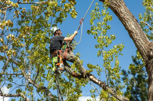 Elagage d'arbre de 15m par élagueur à Caissargues