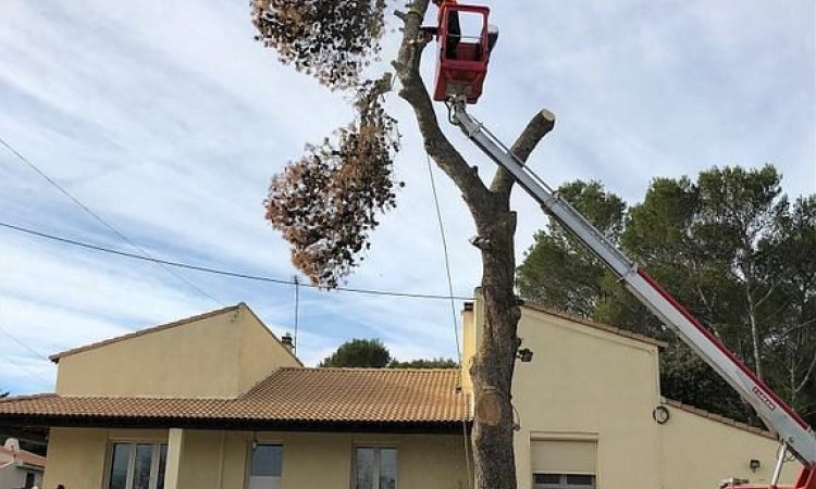 JDE Jérôme Dupret Gallargues-le-Montueux - Entreprise d’abattage et élagage d’arbre